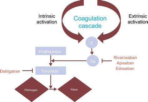 Nonvitamin K Oral Anticoagulants In Patients With Atrial Fibrillation