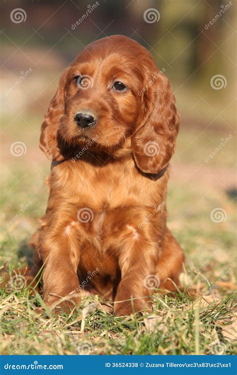 Irish Red Setter Puppy In Nature Stock Photo Image Of Canine Spring