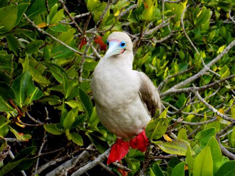 A List Of Top 10 Birds To See In Galapagos Islands Andean Trails