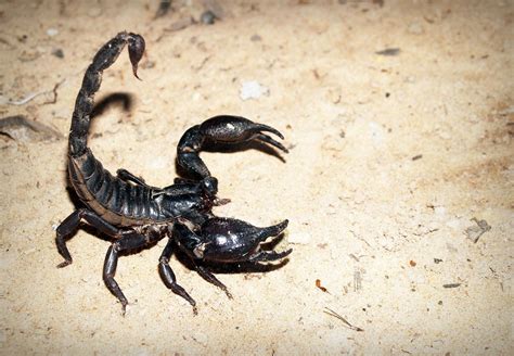 Animal Como O Escorpião - Características do ESCORPIÃO (animal) - Comportamento e curiosidades