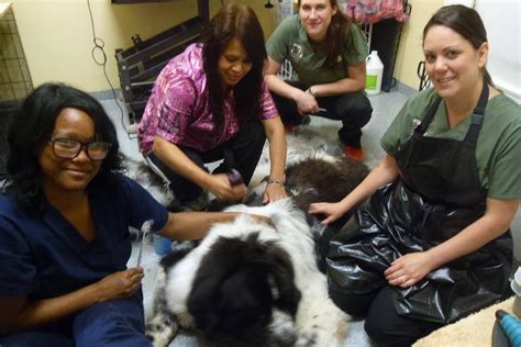 Nippers Corner Pet Medical Center - Chill Nashville