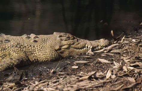 Un crocodile capturé dans les égouts de Gaza