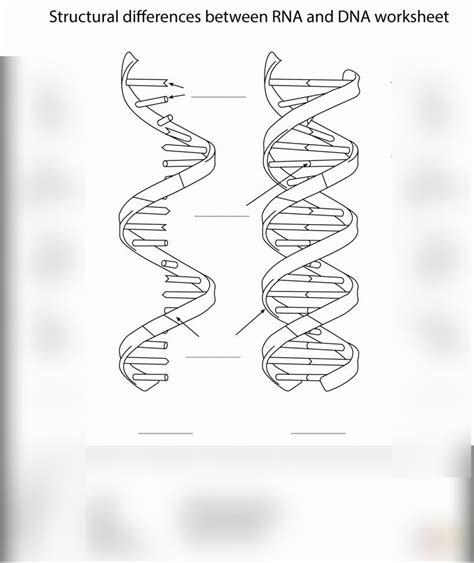 Biology Chapter Dna And Rna Diagram Quizlet