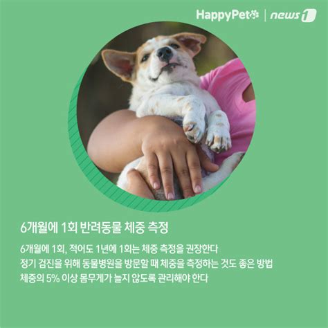 반려동물이 살쪄서 걱정이라면이렇게 해 보세요 펫카드 사람과 동물의 행복한 동행 해피펫