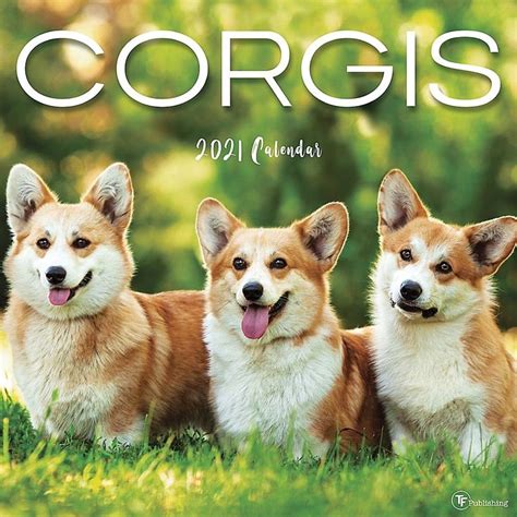 Tf Publishing Corgis 2021 Wall Calendar Multi Corgi Wall Calendar