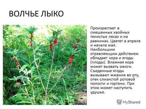 Волчье Лыко Растение Ядовитое Фото — Mixyfotos.ru