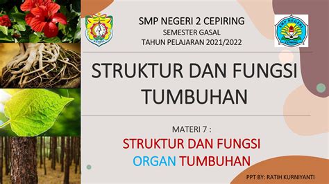 Ppt 7 Struktur Dan Fungsi Organ Tumbuhan Ratih Kurniyanti Page 1