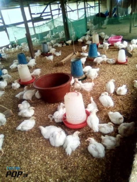 Alimentation Poulet De Chair En C Te D Ivoire Coinafrique C Te D Ivoire