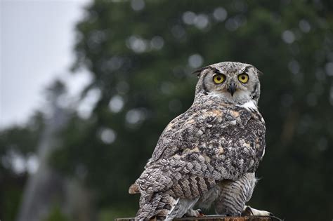 Great Horned Owl Bird Free Photo On Pixabay