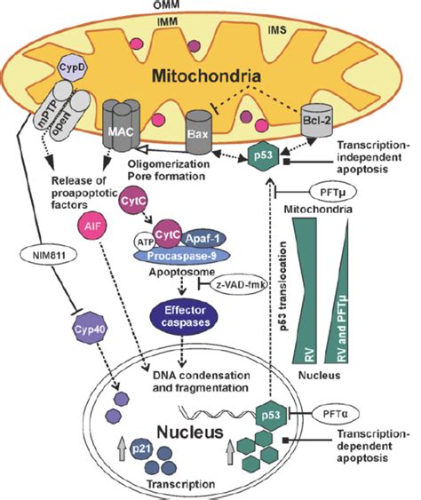 Mitochondria Apoptosis Pathway