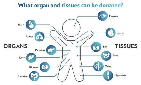 Everything You Need To Know About Organ Donations The Frisky