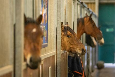 Behaviour | World Horse Welfare - World Horse Welfare