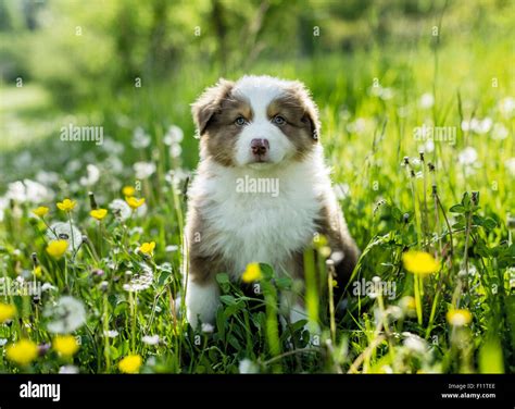 Australian Shepherd Puppy Sitting Flowering Meadow Stock Photo Alamy