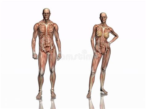 Anatomy Of A Woman Stock Illustration Illustration Of Anatomical 332163