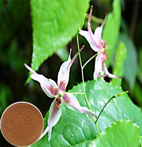 Horny Goat Weed Extract / Epimedium Extract / Epimedium Brevicornum ...