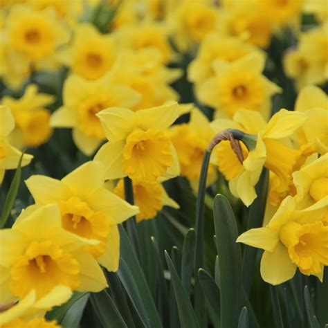 Narcissus Rijnvelds Early Sensation