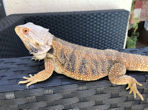 Bearded Dragon Reptiles For Sale Tampa FL 278836