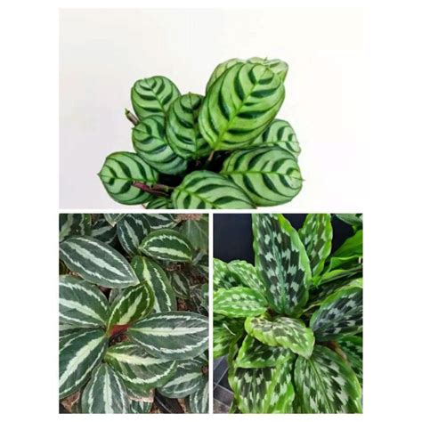 Jual 3 Jenis Tanaman Calathea Spat Calathea Merak Calathea Silverback