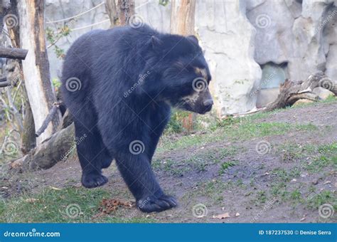 Spectacled Bear Tremarctos Ornatus Stock Photo Image Of Mammal Heavy