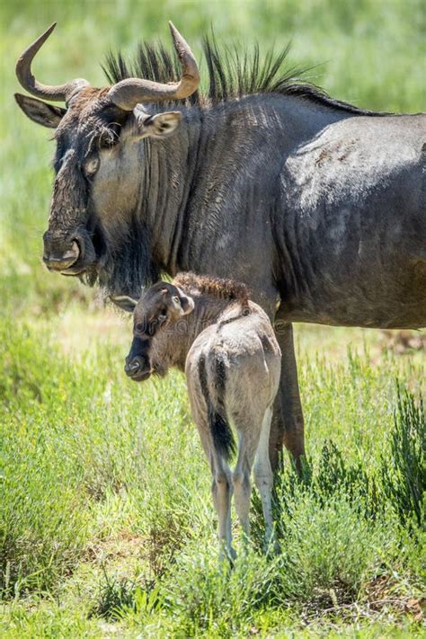 484 Wildebeest Calf Photos - Free & Royalty-Free Stock Photos from Dreamstime