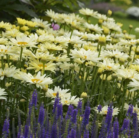 16 Yellow Perennials Walters Gardens Inc