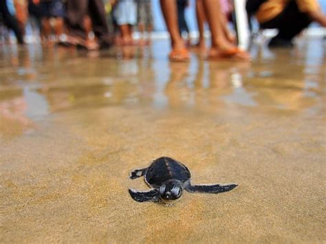 Turtle Release Puerto Escondido Best Tours In