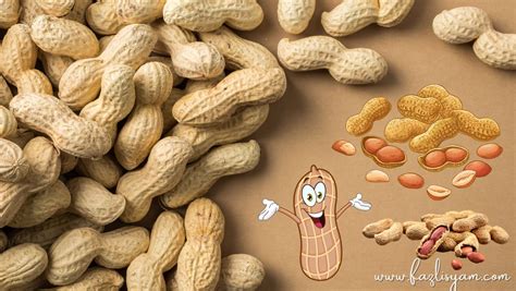 kacang tanah  penggunaanya segalanya tentang tumbuhan