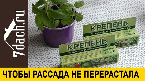 🌱 Чтобы рассада не перерастала: как применять "Крепень". Обзор - 7 дач ...