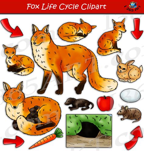 Fox Life Cycle Clipart Set Download - Clipart 4 School