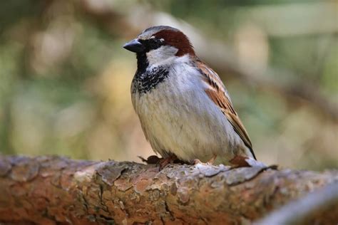 Pine Siskin Vs. Sparrow: 15 Comparisons