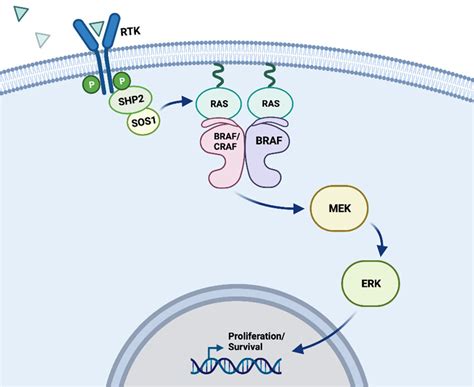 MAPK signaling pathway. Schematic depicting physiological activation of ...