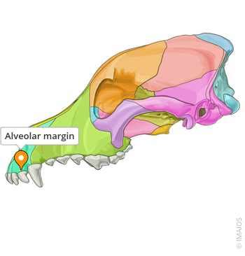 Alveolar margin - vet-Anatomy - IMAIOS