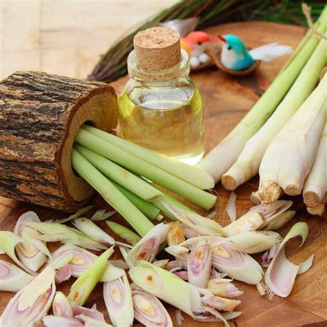manfaat serai  kesehatan  efek sampingnya bagi tubuh