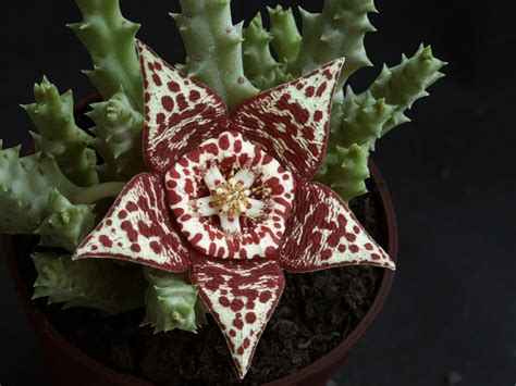 Orbea variegata (Carrion Cactus, Carrion Flower, Starfish Cactus ...