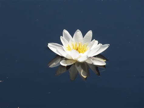 Free photo: water flower, flower, nature, green, lily, water Lily, pond | Hippopx