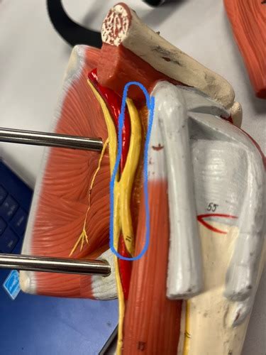 7 Upper Limb Neurovasculature Flashcards Quizlet