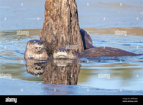 The Two Wet North American River Otters Swimming In The Water By Tall