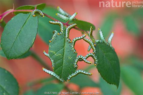 Stock Photo Of Large Rose Sawfly Arge Pagana Larvae Feeding On