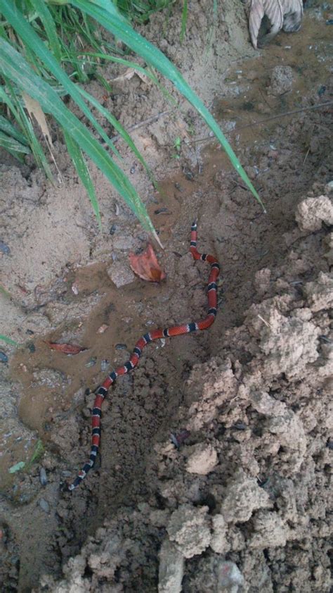 FOTOS Cobra coral verdadeira a mais letal do Brasil é capturada em