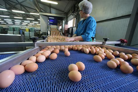 Alert Alimentar Peste Milioane De Ou Contaminate Cu Fipronil