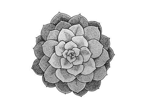 Succulent Line Drawing