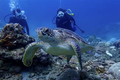 【屋久島・体験ダイビング】憧れのウミガメに会いたい！より長く潜ることでウミガメ遭遇率を上げるスペシャル1ダイブ・コース！（35時間