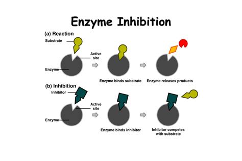 14 Captivating Facts About Enzyme Inhibition