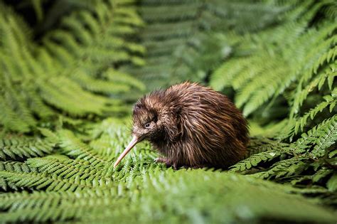 Curiosidades Sobre Los Kiwis【 PÁjaro Kiwi 】 Cómoserunkiwi