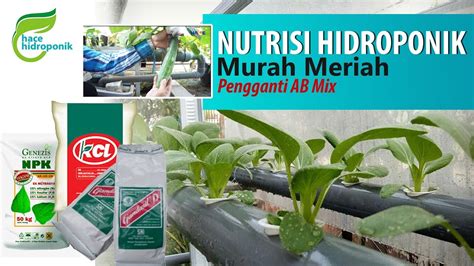 Membuat Nutrisi Hidroponik Tanpa Ab Mix Murah Meriah Kualitas Sama