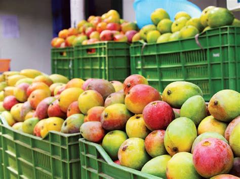 Pierden 6 Mdd Productores De Mango En El Norte De Sinaloa Concluyen