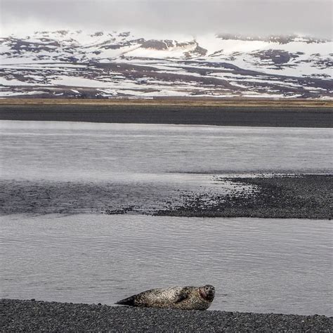 Chilling By The Icelandic Shores By Romain Charrier East West