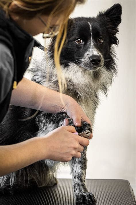 grooming hamilton hounds dog daycare  boarding kennel