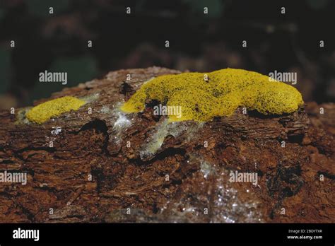 Dog Vomit Slime Mold Stock Photo - Alamy