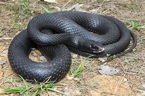 Blue Racer Snake - Facts, Habitat, Diet, Life Cycle, Pictures